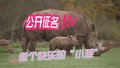 白犀牛宝宝宣布在线征名