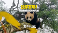 独家！贤贤大崽最新野培成果抢先看！
