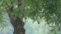 5月8日傍晚至9日本市有中到大雨 局部暴雨