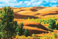 库布其沙漠生态修复记:漫漫黄沙变金沙