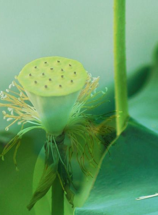 《小暑六月节》