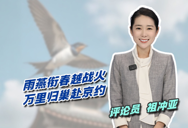 雨燕衔春越战火，万里归巢赴京约