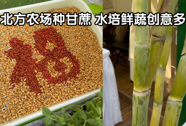 北方农场种甘蔗水培鲜蔬创意多