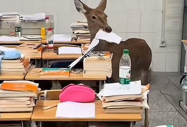 神秘小鹿去教室偷吃试卷 “咬文嚼字具象化了！”