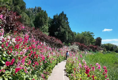 比人还高！圆明园这片“一丈红”花海超出片