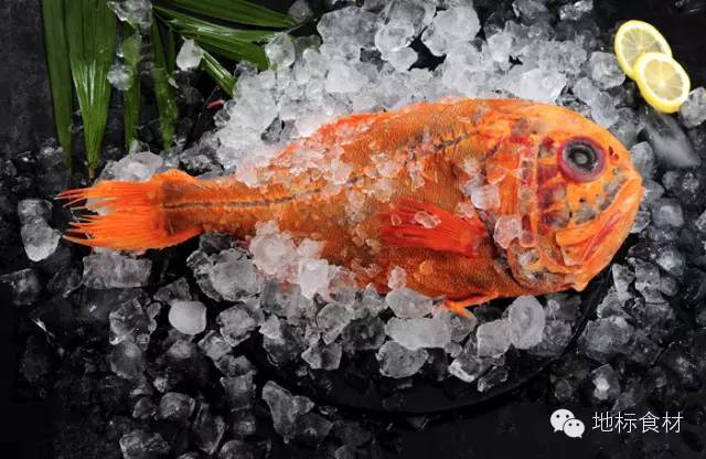 你吃过吗 能活150年的新西兰长寿鱼