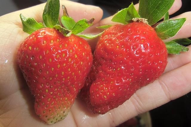 黑坑钓鲫鱼不妨试试这款虾泥鱼饵 钓鱼效果好