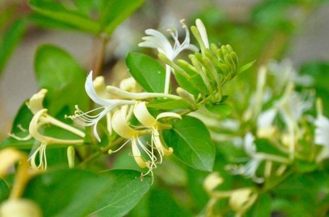 春季养肝正当时,多食碱性食物,护肝清血,还能清热补气安精魂!