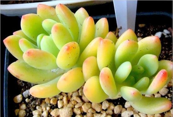 多肉植物叶片变软,你做到沉着应对了吗?