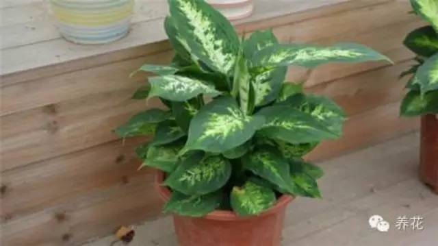 种植盆栽万年青 你需要知道的事 种植盆栽万年青 你需要知道的事