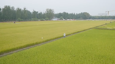 中国梦365个故事丨京西稻