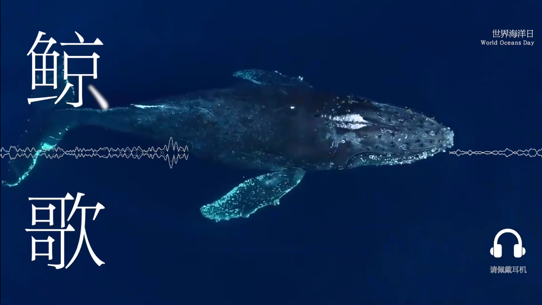 听!戴上耳机,1分钟沉浸式聆听来自鲸的“歌声” 听!戴上耳机,1分钟沉浸式聆听来自鲸的“歌声”
