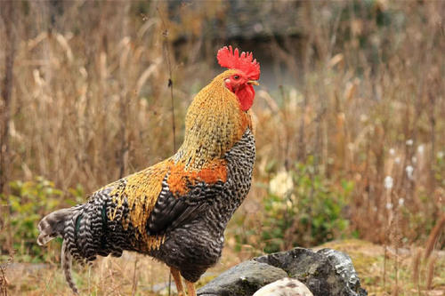 为什么公鸡可以每天都很准时的打鸣?听听专家