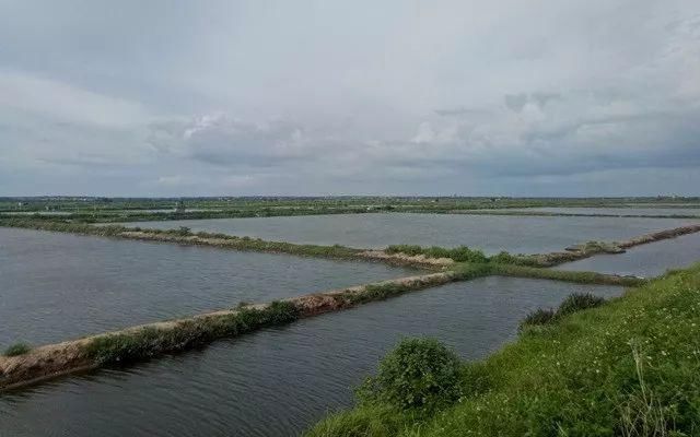 虾病频发,全国缺虾严重!这种养虾模式风险低、