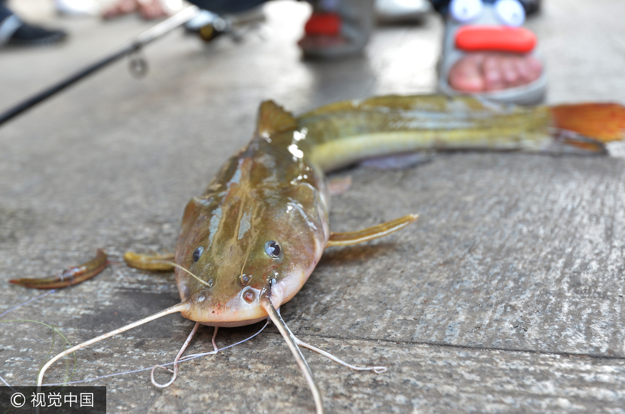 其学名为大鳍鳠，属鲇形目，鲿科，鳠属。
