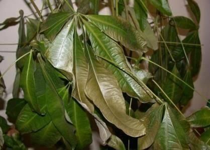 发财树叶子发黄掉落惨不忍睹 4招教你快速解决