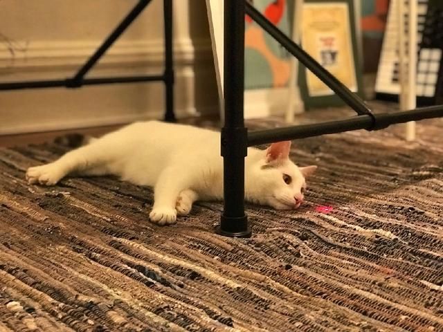 一只会忍术的小猫,隐身技能满分,最爱躲在角落里暗中观察