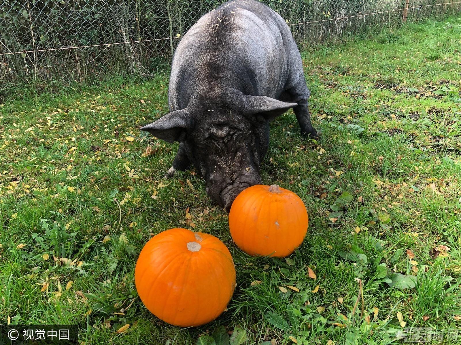 英国10岁获救公猪坐姿如狗 十分听话等待被领养 英国10岁获救公猪坐姿如狗 十分听话等待被领养