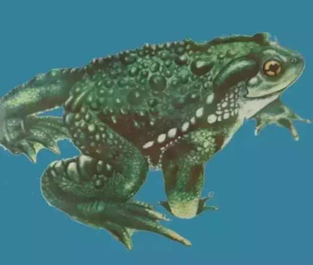 每天最少学一味中药-斑蝥-北京时间