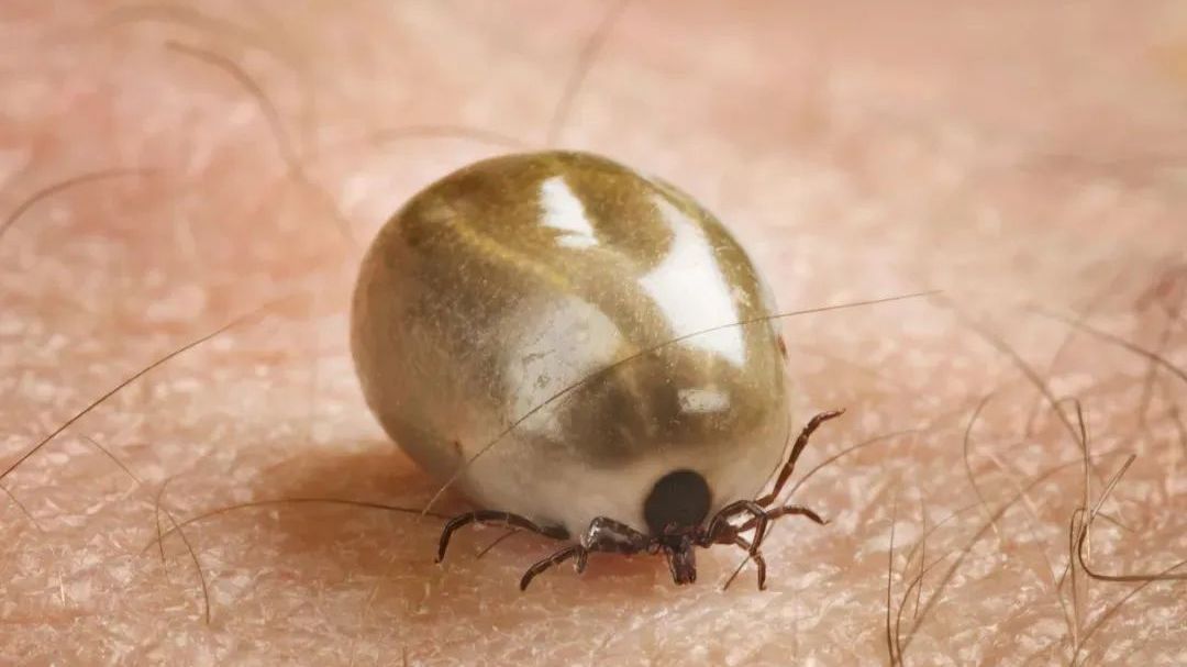 比蚊子可怕的吸血小虫子，携带多种致病菌……