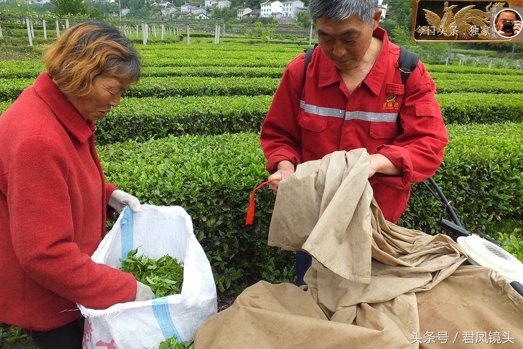 湖北宜昌:农民在茶园用机器采茶!一小时可采100斤,比人工快!