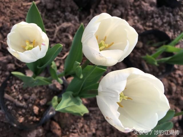 人的综合素质能力高低的间接表现-适应