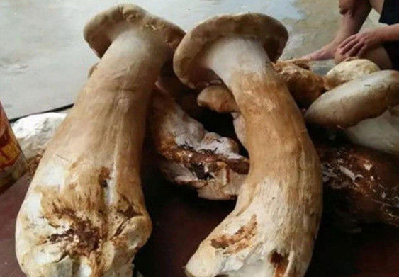 这棵最大蘑菇的长约80厘米,村民们说,这种食用菌在山里很常见,但是