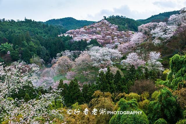 2018日本京都樱花线路图,不容错过的京都10大