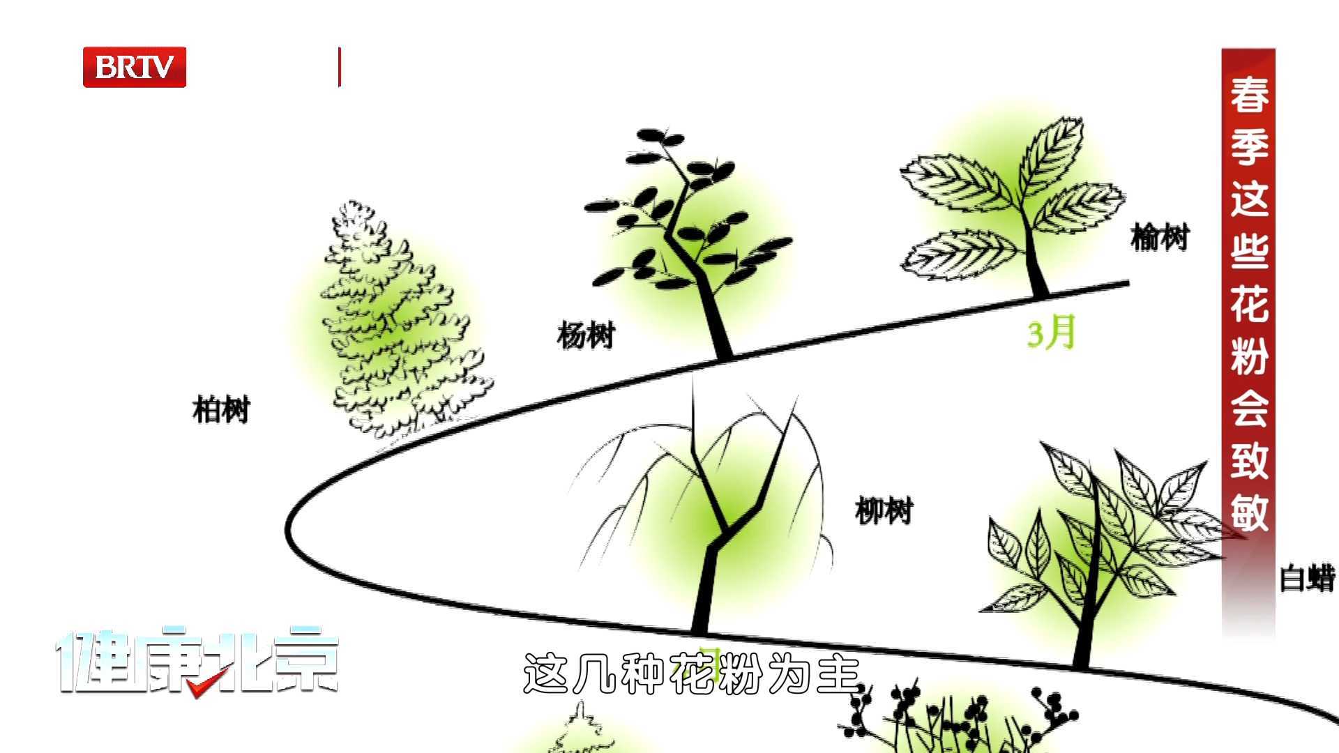健康正解丨春季这些花粉会致敏