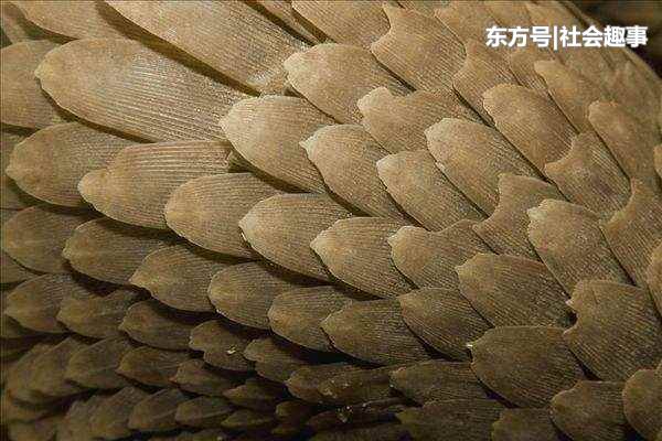 男子在水沟捡回一"长尾生物",浑身鳞片无人识,网友认出真面目