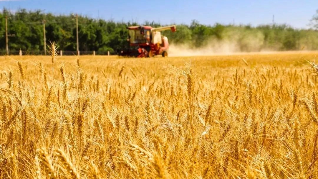 城里也能看麦收啦!快来朝阳体验滚滚麦浪吧→ 城里也能看麦收啦!快来朝阳体验滚滚麦浪吧→