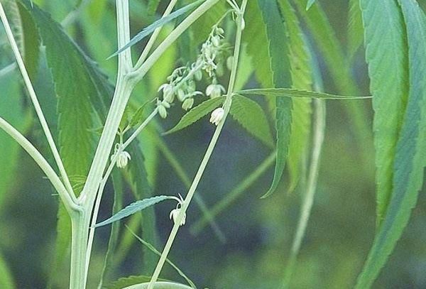 民间称洗肠草,用来泡水喝,通便秘排毒