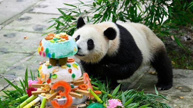 可可爱爱!大熊猫“雅雅”“安安”过3岁生日! 可可爱爱!大熊猫“雅雅”“安安”过3岁生日!