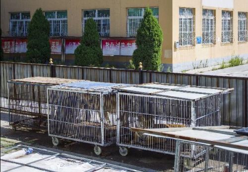 后院:兽笼对着学校操场 24日上午没有演出,剧场内没有观众.