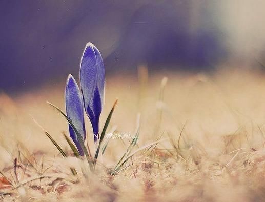 行云阁:八字命理--乙酉日生人性格和命运解析