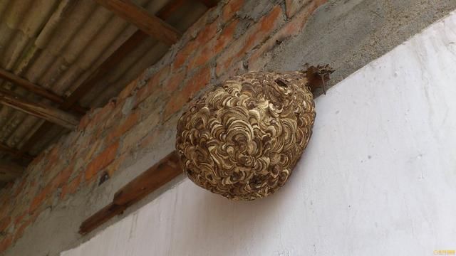 治风湿关节肿痛的奇药,被当垃圾扔到路边,捡到