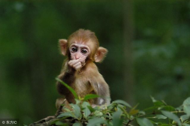 虎落平阳和鸡犬升天,生肖猴你是哪一个