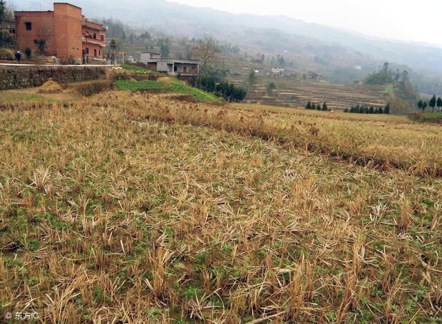 2018年农村化肥开始涨价,粮食价格会上涨吗?