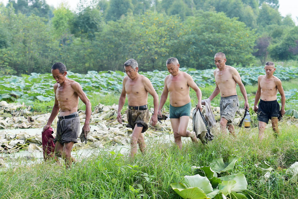 据介绍，现在的行情是挖1斤藕有7毛钱工钱，他们5个人一起合作，每天可以挖2000多斤藕，一天下来人均可以收入280多元。当然，这也要看订货量和运气，像今年大量外地藕进入成都市场，对他们影响就非常大。