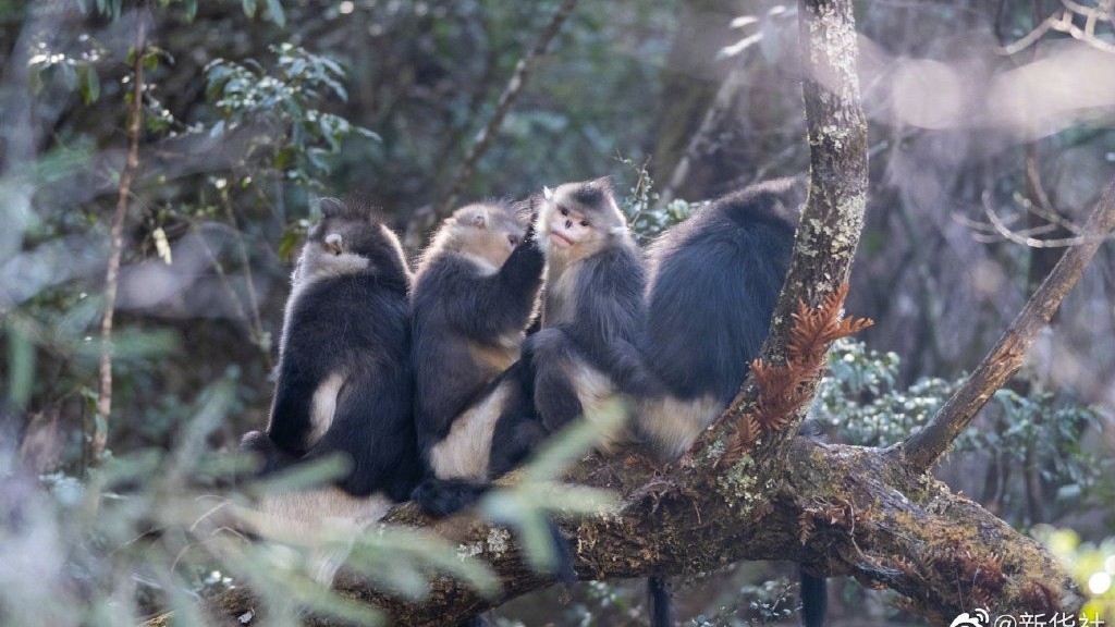 增至3800只以上 “国宝”滇金丝猴种群数量稳步增长