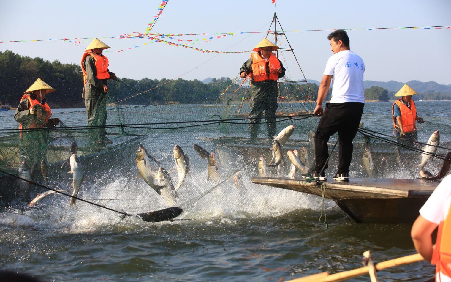 水库开渔丰收 36斤头鱼拍得68800元