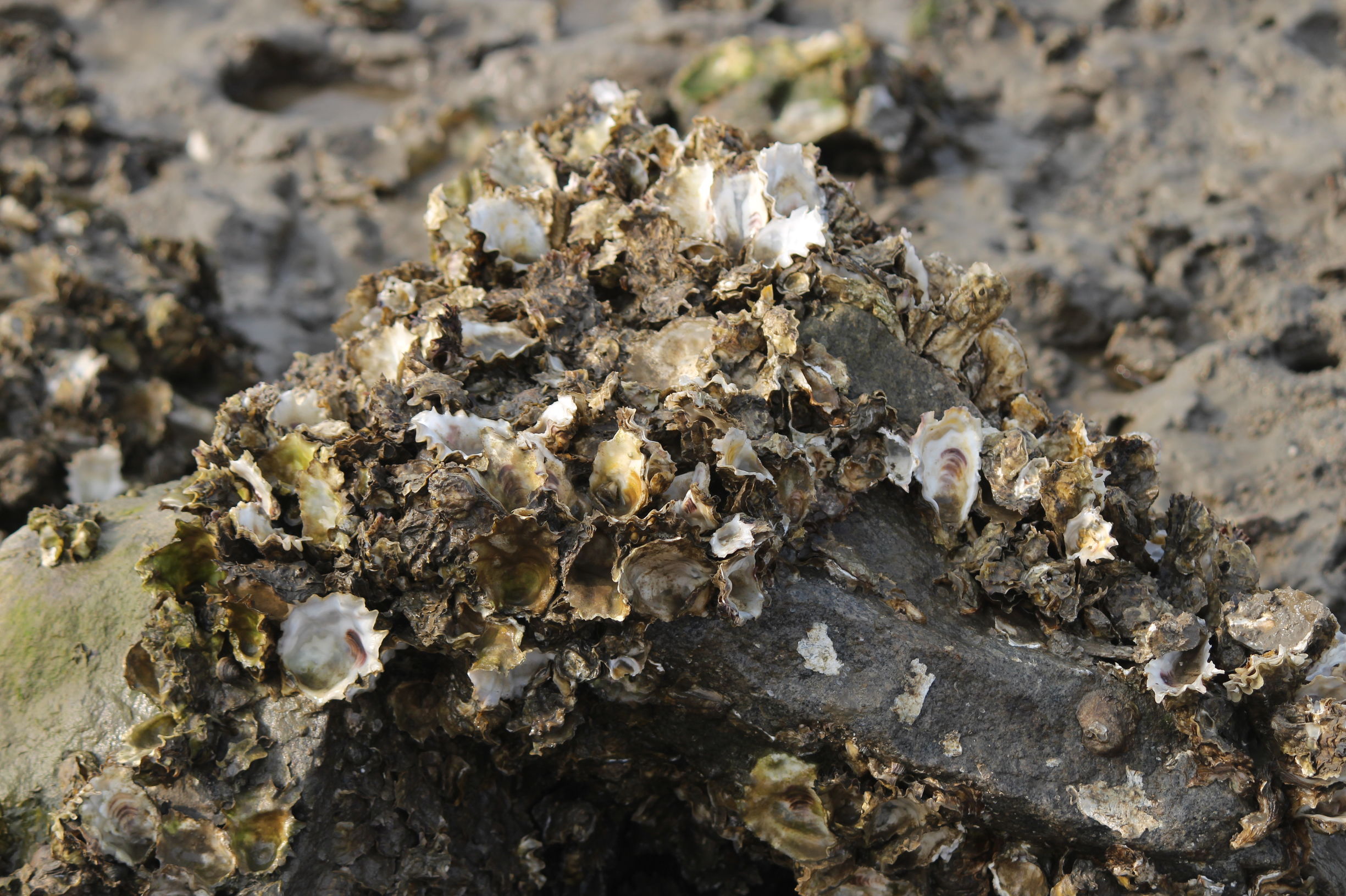 原来生蚝生吃可以壮阳,初一、十五退潮后遍地