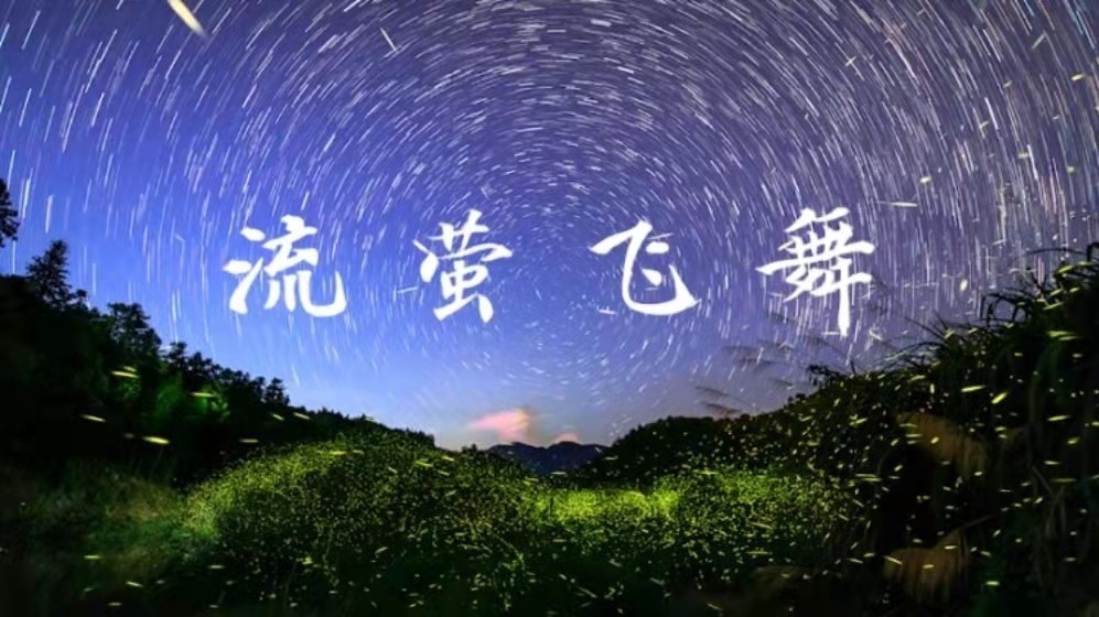 夜幕下的浪漫！万只流萤林间穿梭飞舞，仿佛落下人间的繁星，如梦如幻