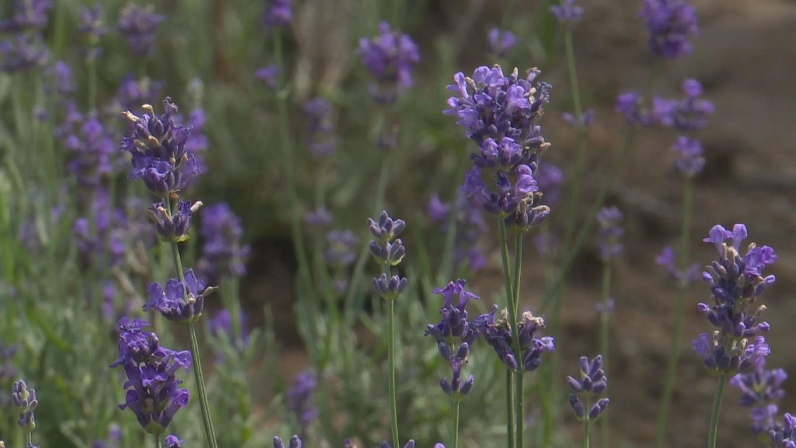 初秋遊京郊打卡秋日花海 雪花新闻 初秋遊京郊打卡秋日花海 雪花新闻