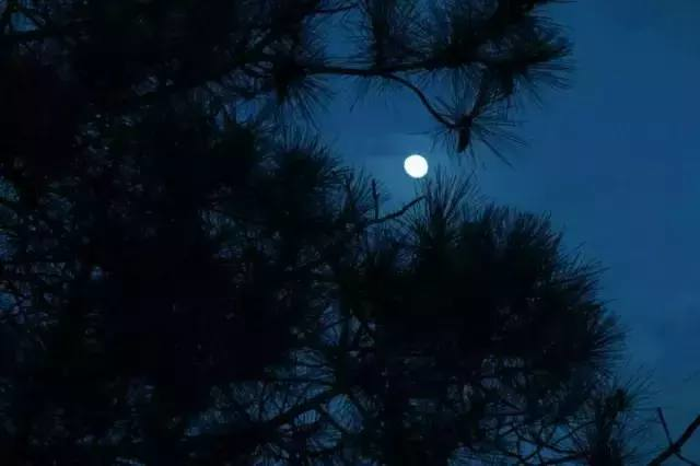 好似那,泰山顶上一青松 古诗词中松柏的意境