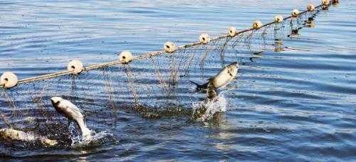 世界公认的四大渔场,日本北海道渔场居榜首,一