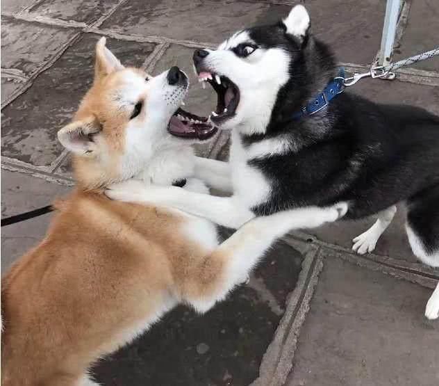 二哈遇见柴犬,一个吵架从没输过,一个表面凶,场