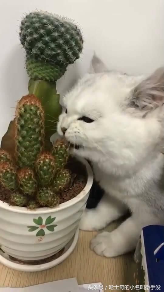 我家傻猫爱啃仙人掌,这算不算异食癖?