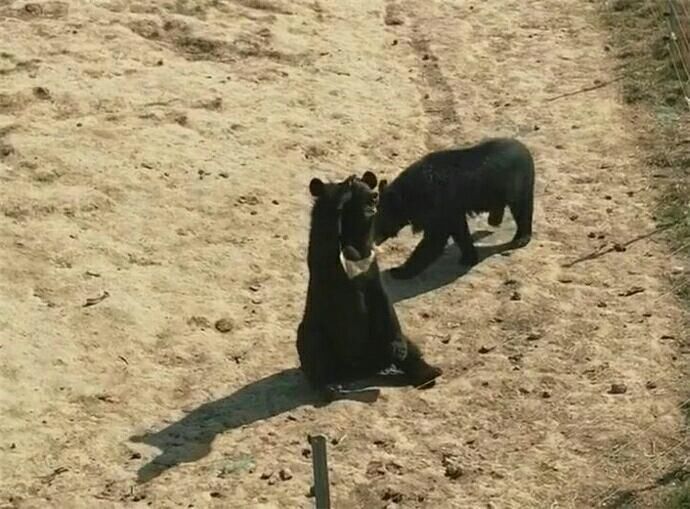 黑熊最强表情包!黑熊向游客招手示意 忍不住笑