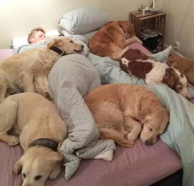 狗子,你睡个觉都能把自己睡得如此骨骼清奇,也是没谁了!